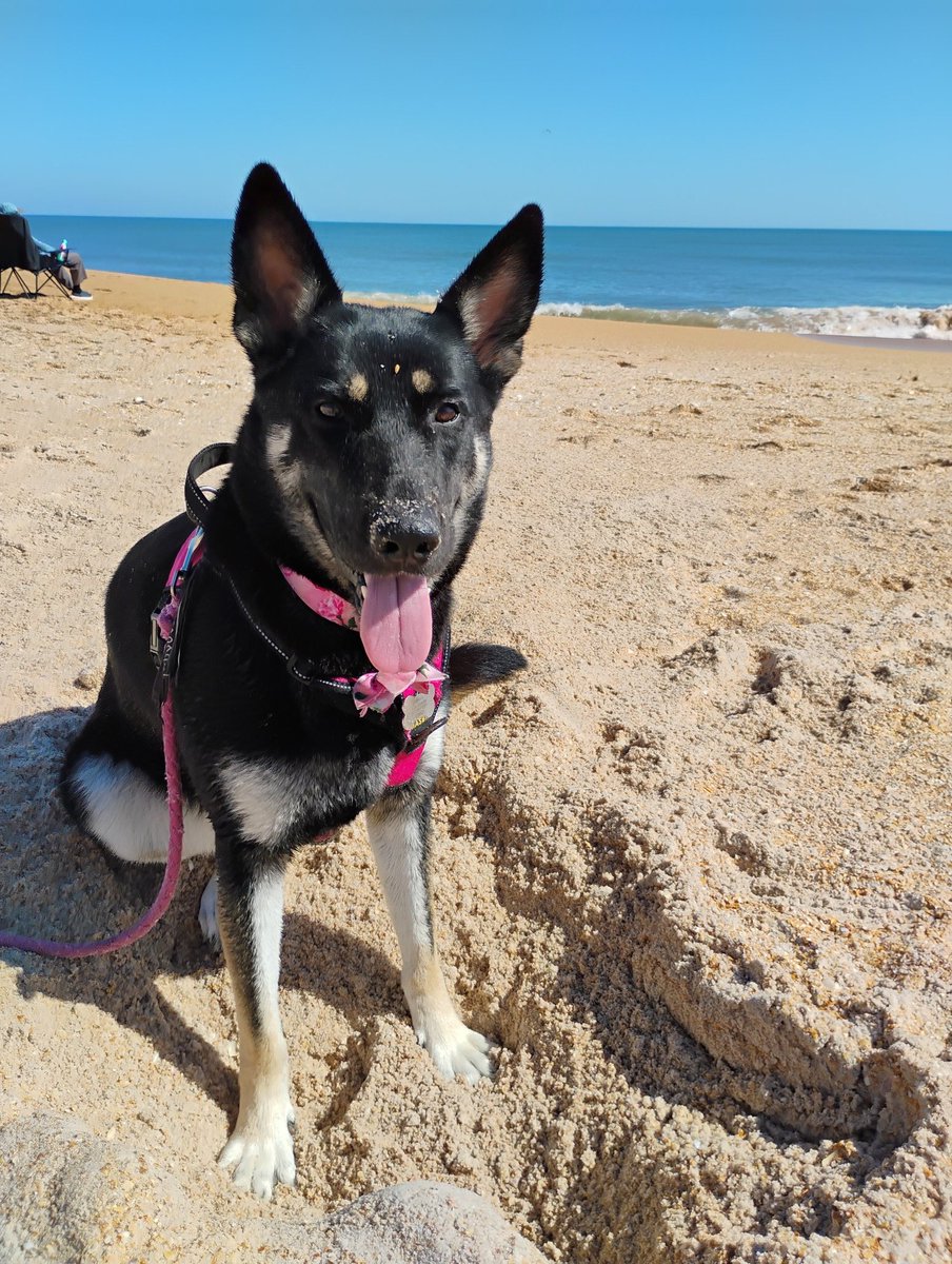 My gorgeous #GERMANSHEPHERD is the love of my life !!!!!  #dogs #fans #newbooks Thanks to all who bought #MEGANDI #JULIANAJONES now in audio book! 💋 amzn.to/4qnr5Np