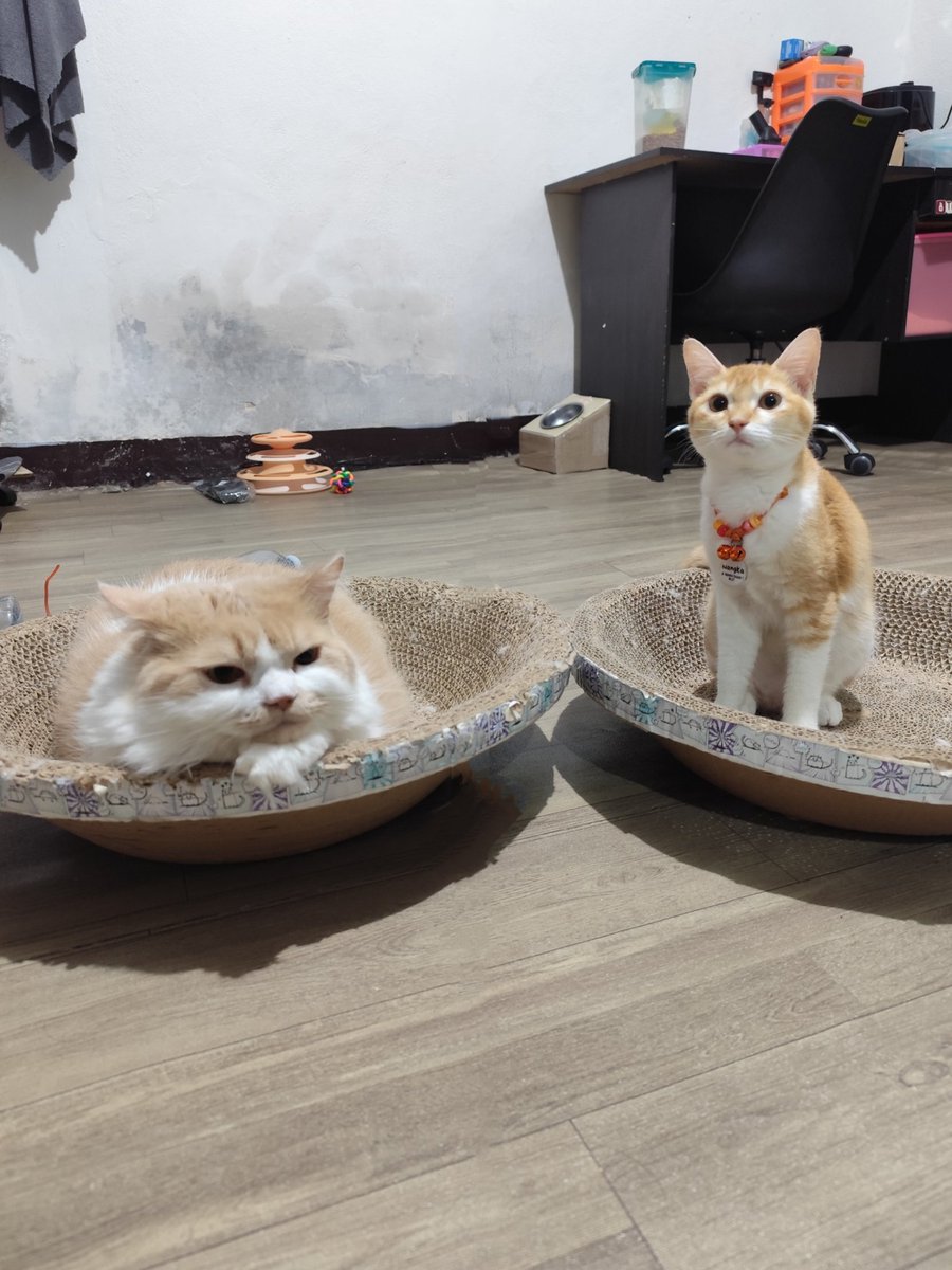 Sahur day 4, 

Bangun ay, knp yh bwaannya betmut kl ad si nnang 😠