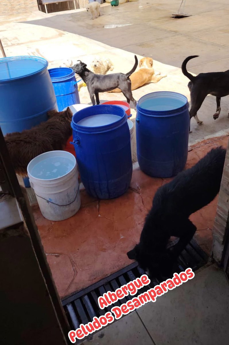 Plu2Desampara2's tweet photo. .@victoriaruffo31 
🛑URGENTE 🛑

Amanecimos sin agua y aquí ocupamos para que los peludos beban y para mantener sus hogar limpio.

Necesitamos $1,600 o 16 almas bondadosas de $100
Envía tu comprobante #Sinsed 

𝐀𝐘𝐔𝐃𝐀𝐍𝐎𝐒 𝐀 𝐋𝐋𝐄𝐍𝐀𝐑 𝐒𝐔𝐒 𝐏𝐋𝐀𝐓𝐈𝐓𝐎𝐒 𝐃𝐄 𝐂𝐑𝐎𝐐𝐔𝐄𝐓𝐀𝐒 𝐏𝐎𝐑 𝐅𝐀𝐕𝐎𝐑.
 
🍒 𝗠𝗜𝗙𝗘𝗟  01600393320  Clabe 042180016003933208 a nombre de Peludos Desamparados A.C 

🍒 𝐁𝐀𝐍𝐀𝐌𝐄𝐗  
 Transferencia 002180700830813588  

🍒𝗕𝗔𝗡𝗖𝗢 𝗔𝗭𝗧𝗘𝗖𝗔 
Cuenta 97911302924642 
Clabe 127180013029246428 
Tarjeta 4027 6658 2579 4861  
Jacqueline Baca  

🍒 𝐓𝐀𝐑𝐉𝐄𝐓𝐀 𝐍𝐔 
Trasferencia 638180010151230124
Jacqueline Baca.

🍒 𝗕𝗔𝗡𝗖𝗢𝗠𝗘𝗥 4098 5130 1897 8491    
🍒 𝗕𝗔𝗡𝗖𝗢𝗠𝗘𝗥 4098 5130 2280 5896

🍒 𝗢𝗫𝗫𝗢  2242170420476810  

🍒 𝗣𝗔𝗬𝗣𝗔𝗟 https://t.co/fjn4sBkXo5
(PayPal  cobra comisión y lo descuenta de lo enviado y entrega en 4 a 6 días hábiles.) 

🎁 𝗠𝗘𝗦𝗔 𝗗𝗘 𝗥𝗘𝗚𝗔𝗟𝗢𝗦 𝗗𝗘 𝗔𝗠𝗔𝗭𝗢𝗡  
https://t.co/bqrOHfrfke?