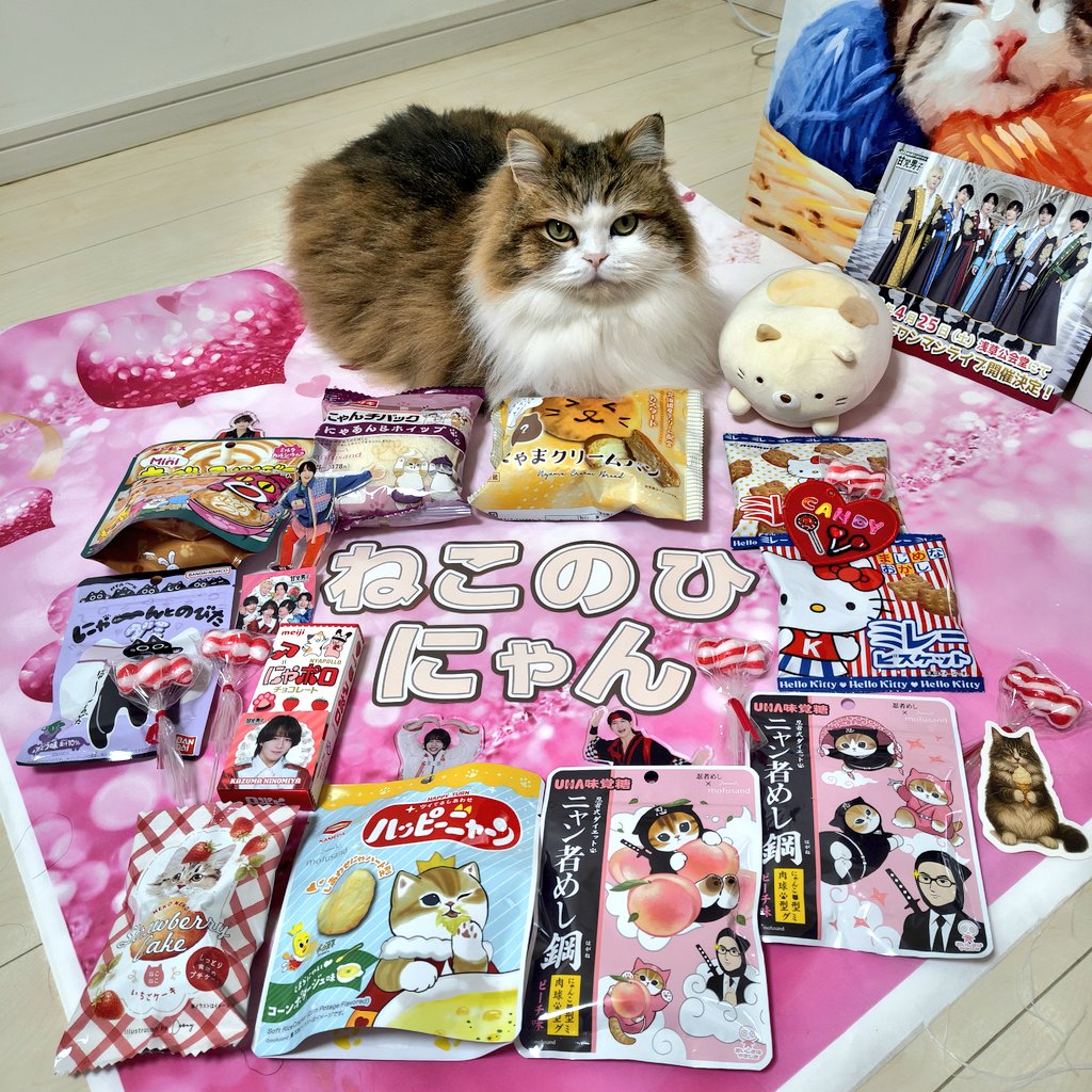 おはようにゃん😻 2月22日（SUN）は 『ねこの日』😻 僕たちが『主役