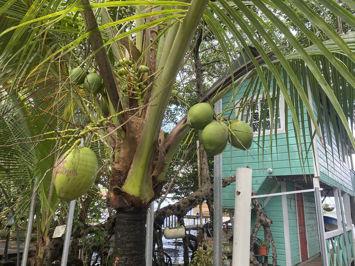 If you fancy an AirBnB in Panama’s Isla Colon, Bocas Del Toro - I found a nice one on the Caribbean Sea