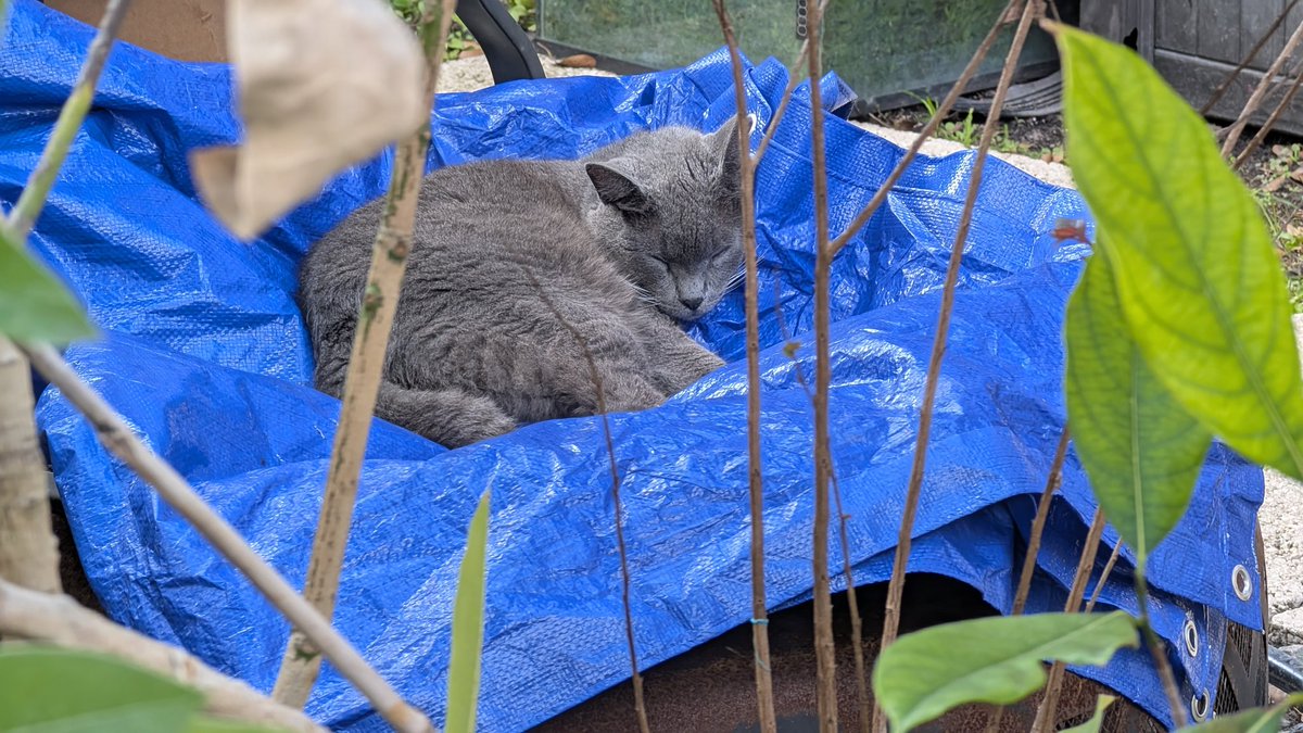 Tatianna Vass tweet media