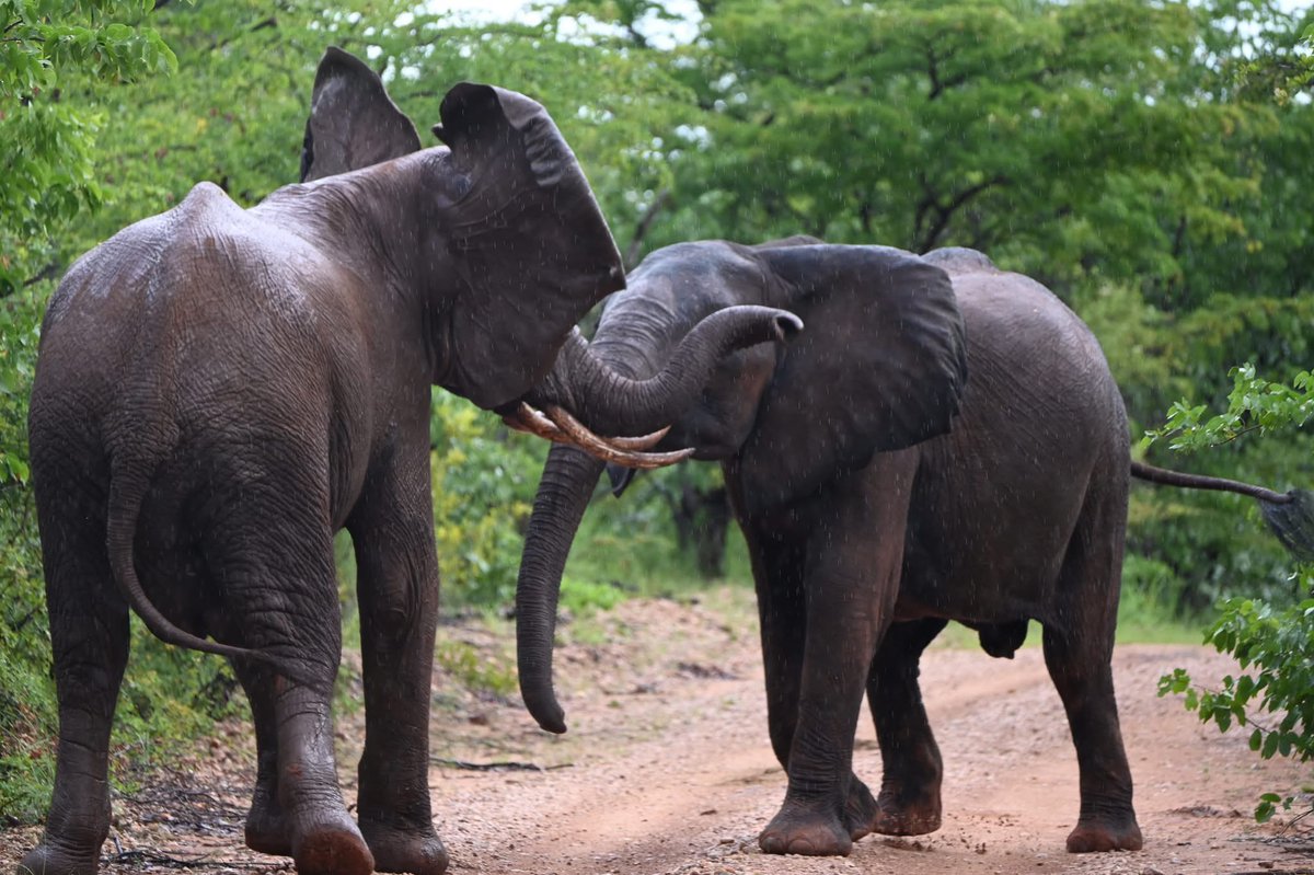 Changa Safari Camp gives you an unforgettable experience. 
Visit and experience Zimbabwe for authentic safaris. Zimbabwe is calling….
•
#experiencezimbabwe #safaris #travelphotography 
📸ChangaSafariCamp