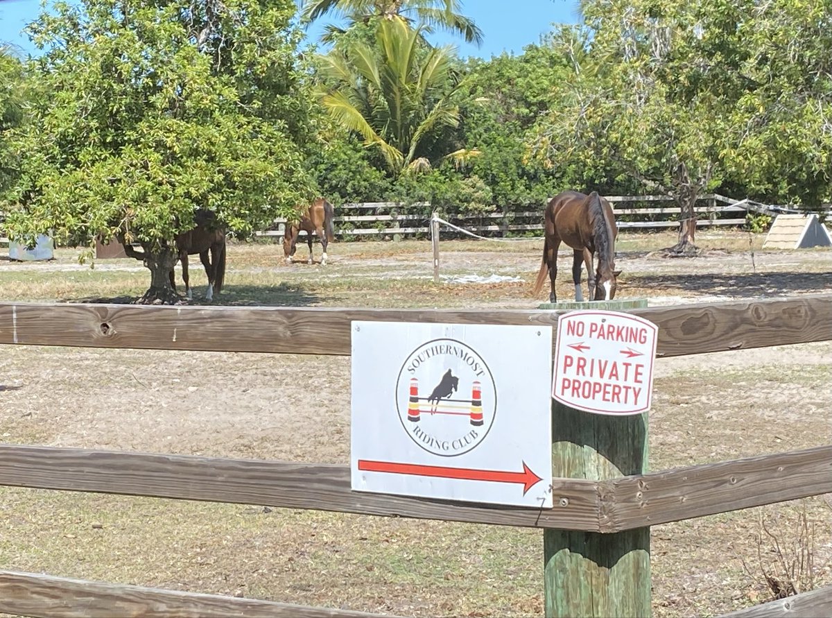 RacingToDisney's tweet image. Spent some time in the horse country this afternoon. The Southernmost Riding Club, Cudjoe Key.  #SouthernmostRidingClub #KeysLife