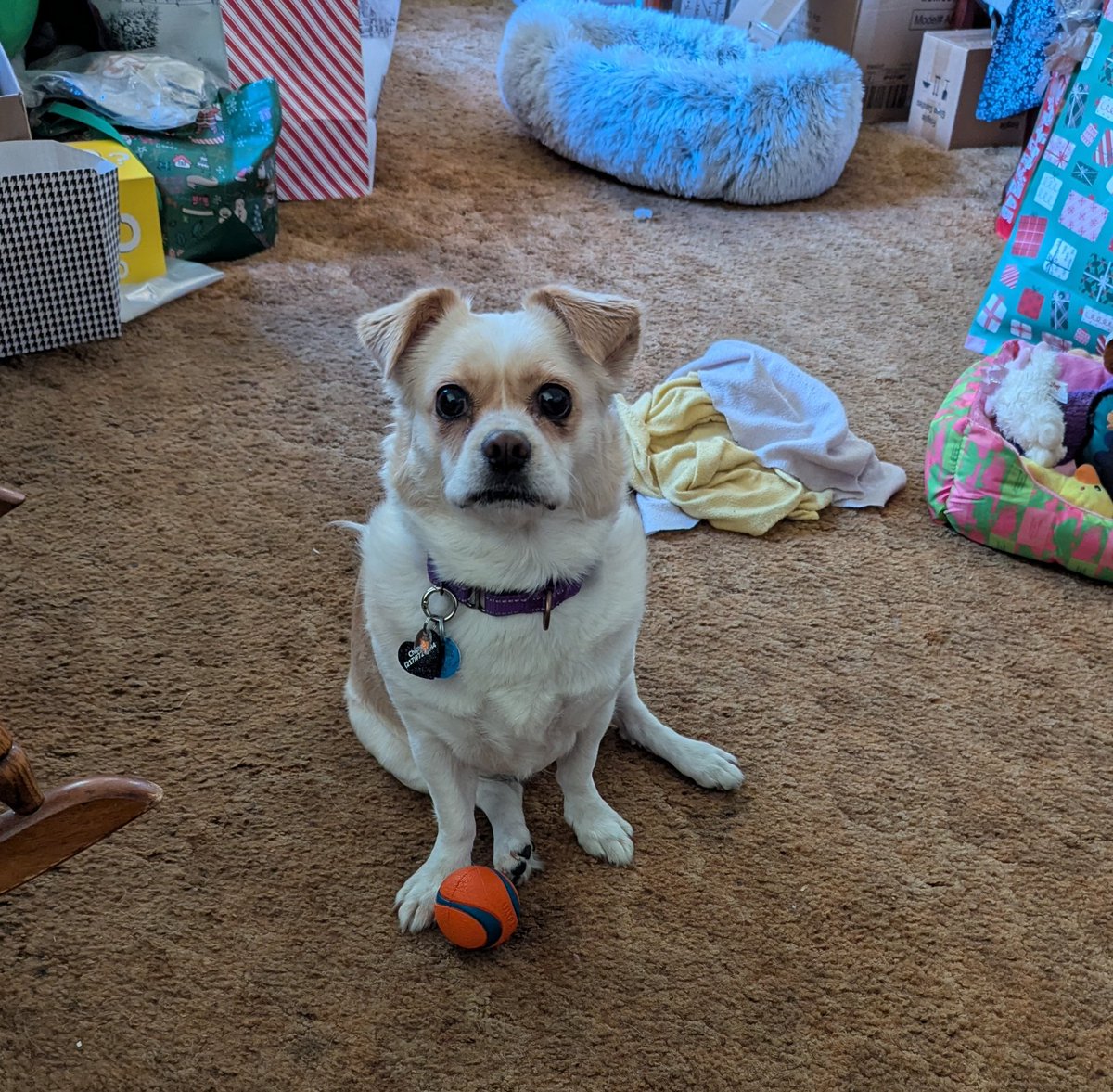 Todd Deem 🟦 🇺🇲 🇺🇲🇺🇲🇺🇲🇺🇲 tweet media