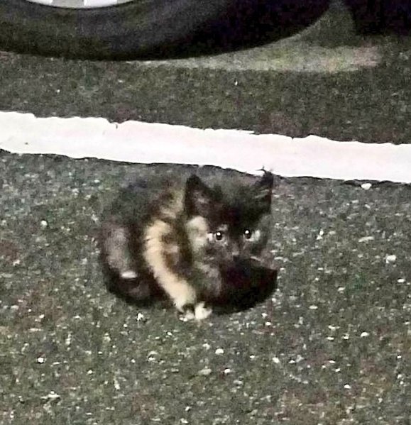 #僕らの居場所は言わにゃいで 
ねこの日にこのタグがもっと広まって欲しい🙏
可愛い猫がいると撮影してSNSにあげたくなる気持ちは解るけど…猫に危害を加える目的で場所を探っている人も閲覧している。せめて背景や場所が特定されないようにしてね!!一生懸命生きている子達からのお願いです🐈
#猫の日