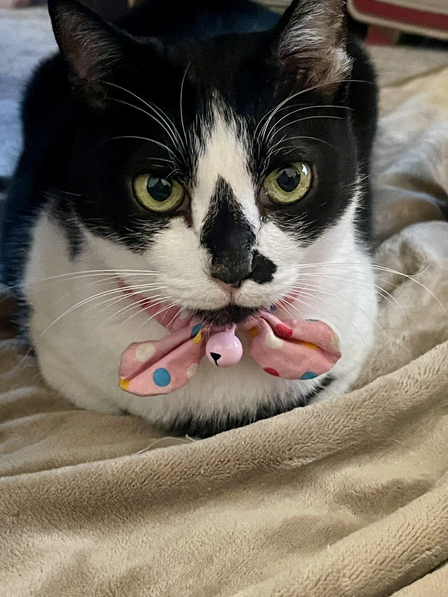 Post by あおさん｜お酒とサッカーと猫が好きな人 on X: 今日は猫の日🐾