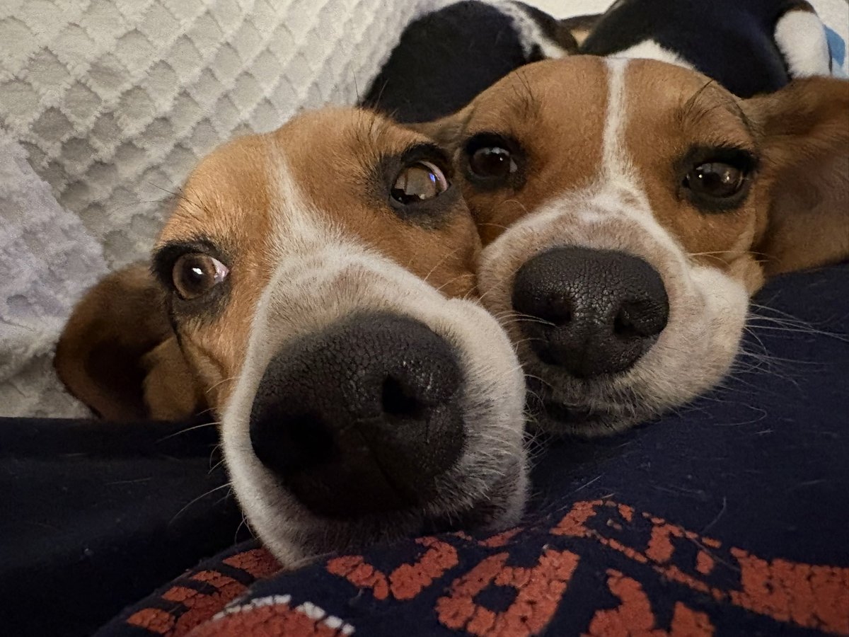 Winnie, Goldie & 🌈🐶 Pip da Beagle tweet media