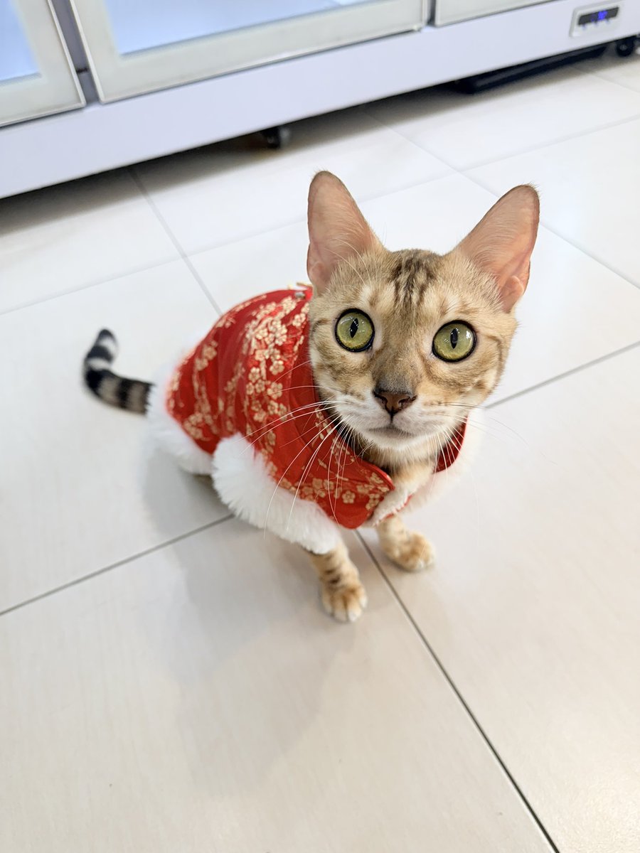 Neko Matsuri🍡Ch. 貓祭✨ tweet media