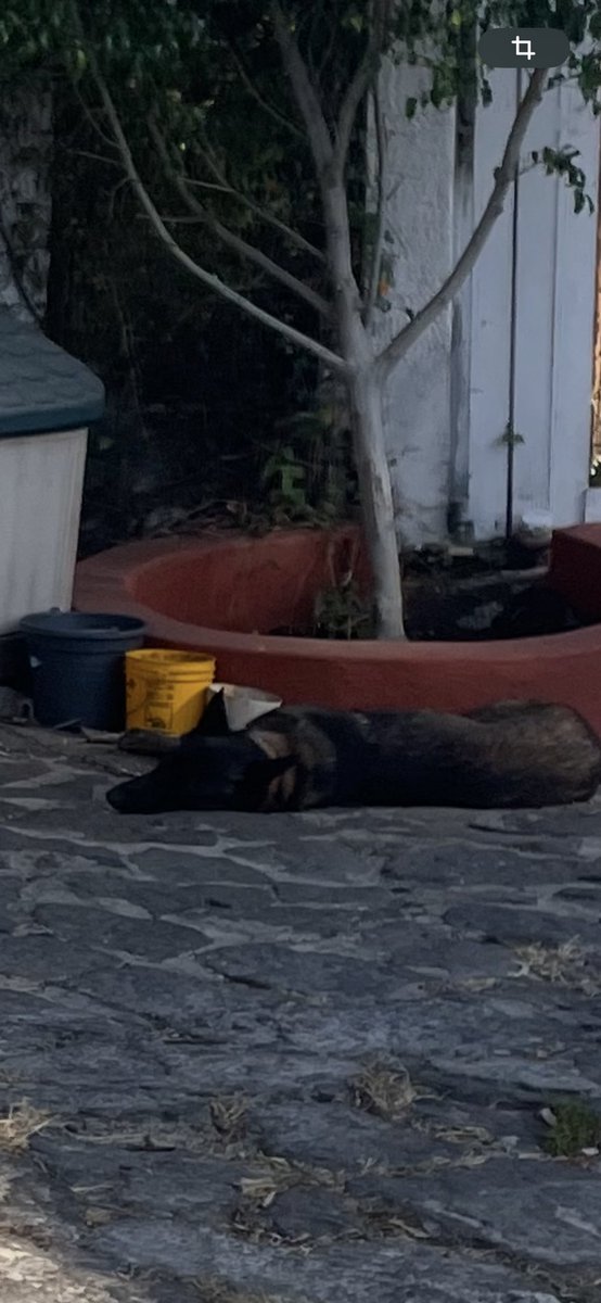 <a href="/PropaemToluca/">PROPAEM TOLUCA</a>  donde denuncio maltrato animal severo?? Maestra <a href="/delfinagomeza/">Delfina Gómez A.</a> <a href="/Edomex/">Gobierno del Estado de México</a>  frente al hotel Danza Luna en Valle de Bravo hay una calle cerrada sin nombre. Tienen in perrito lastimado y encadenado en el sol