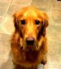 allow me to reintroduce myself

<a href="/BarkingPuppy8/">TheRealBarkingPuppy</a>