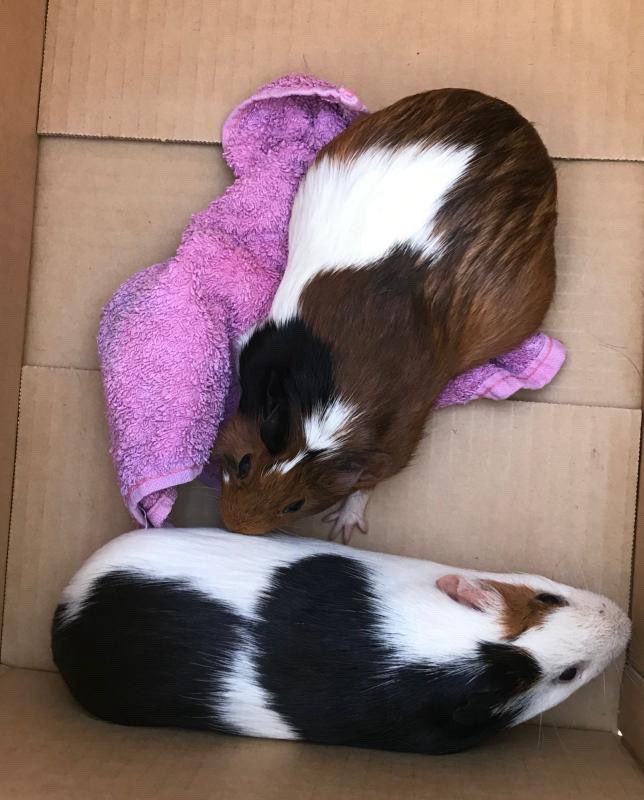 extraño a mis ratitas