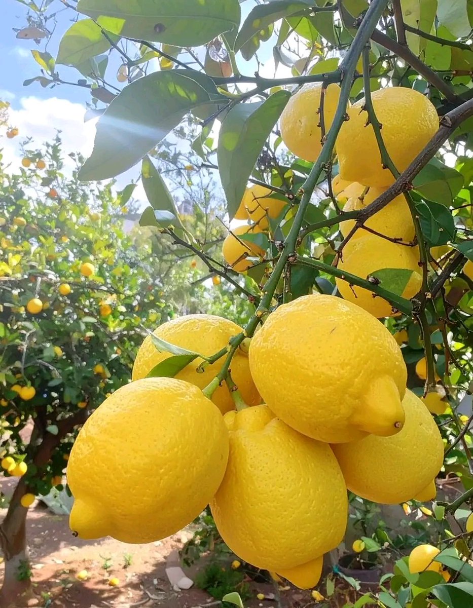 UwiriJanvier's tweet image. There's something so refreshing about a tree loaded with ripe, yellow lemons. 🍋

#lemon #lemons #lemontree #lemonlove