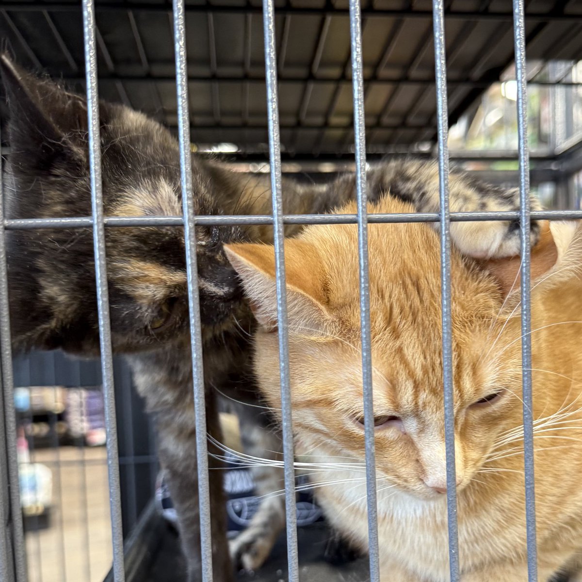 gabheartstopper's tweet image. i saw nick and charlie! #real #notfake #itsthem