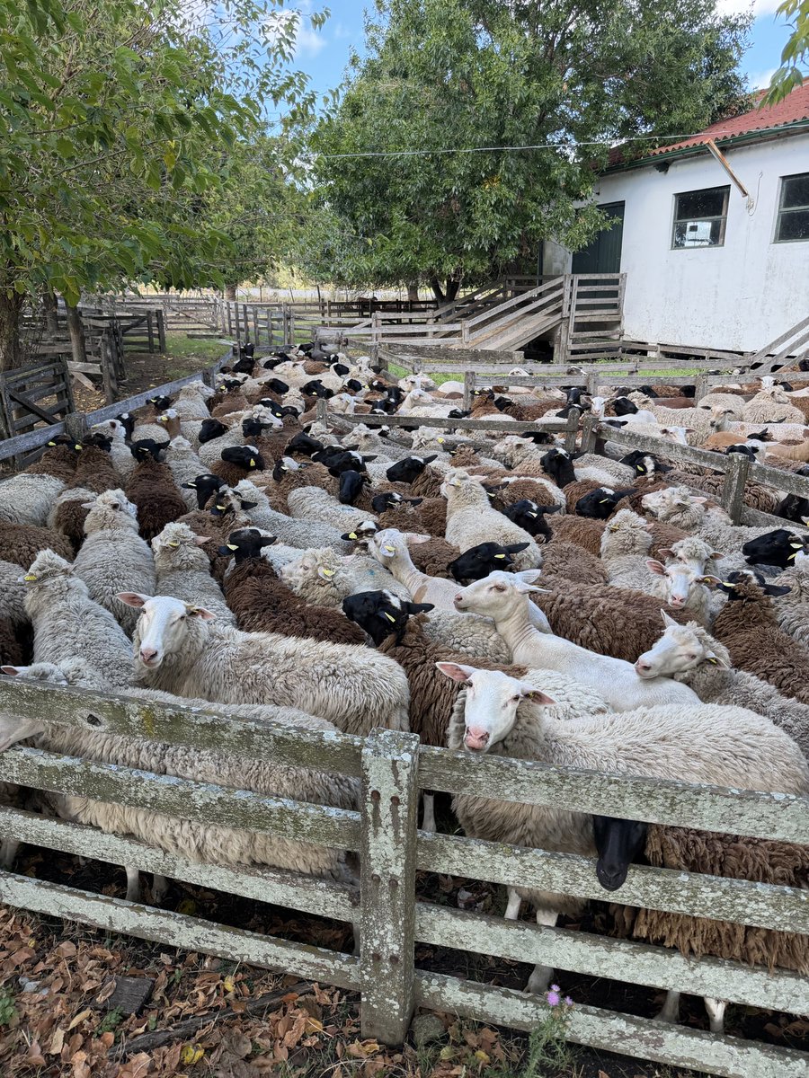 Foothills Forage & Grazing Association tweet media