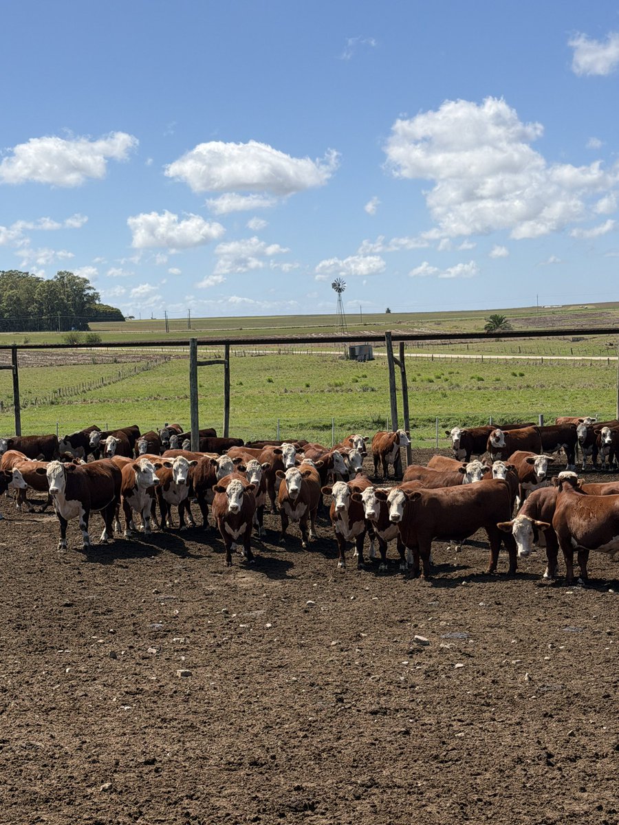 Foothills Forage & Grazing Association tweet media