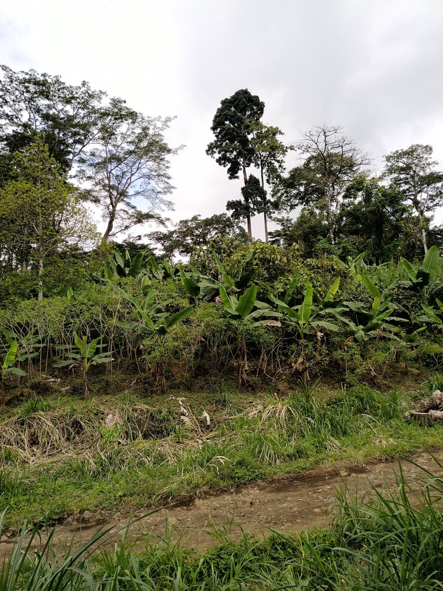 AbiluTangwa's tweet image. Our future food depends on insects—don't let pesticides empty our plates. Join the call: Denounce insecticides, protect pollinators, &amp;amp; demand policy change. Together, we can buzz back to balance! 🌿🐝 #Biodiversity #SustainableAg