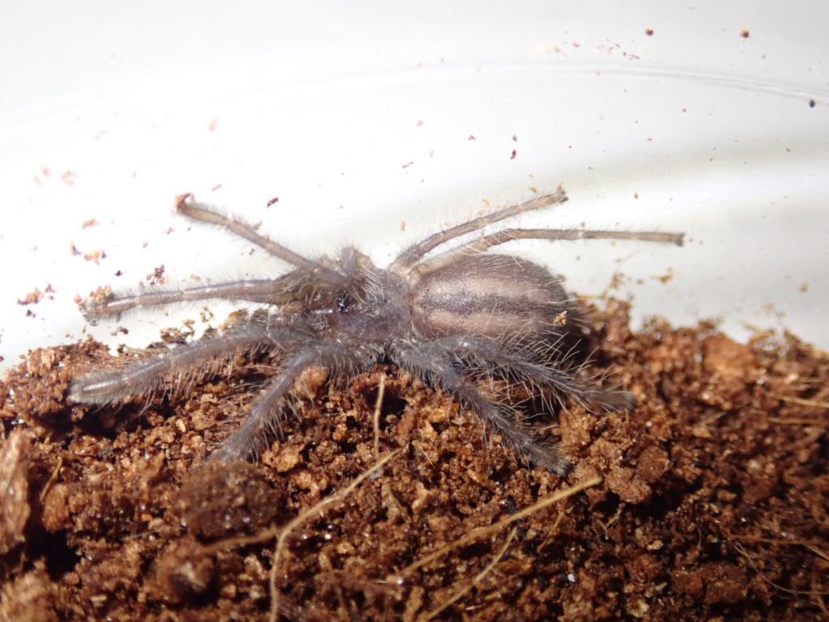 ぴーちゃん (合)Bebe Rep. 3/28.29【ナゴヤレプタイルズワールド】に出店します tweet media