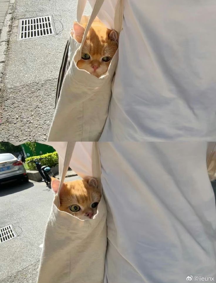 Cats all the way (@nekocatts) on Twitter photo 