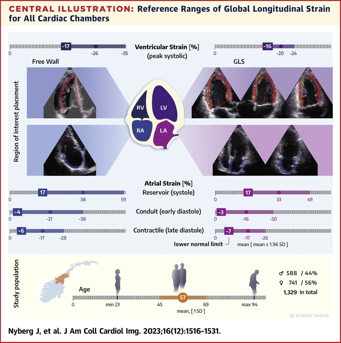 Rangos de referencia del Strain Longitudinal Global (SLG) por ecocardiografía.

🔗DOI: 10.1016/j.jcmg.2023.08.011