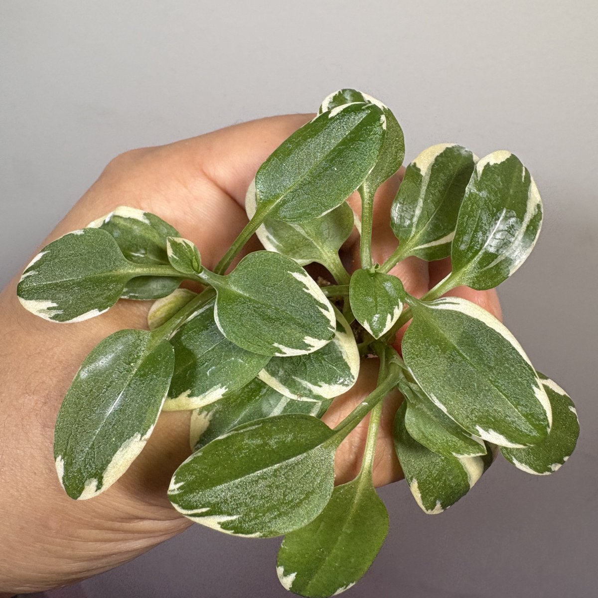 THE GAKI @ジュエルオーキッド (@TheGAKI_pf) / Posts / X