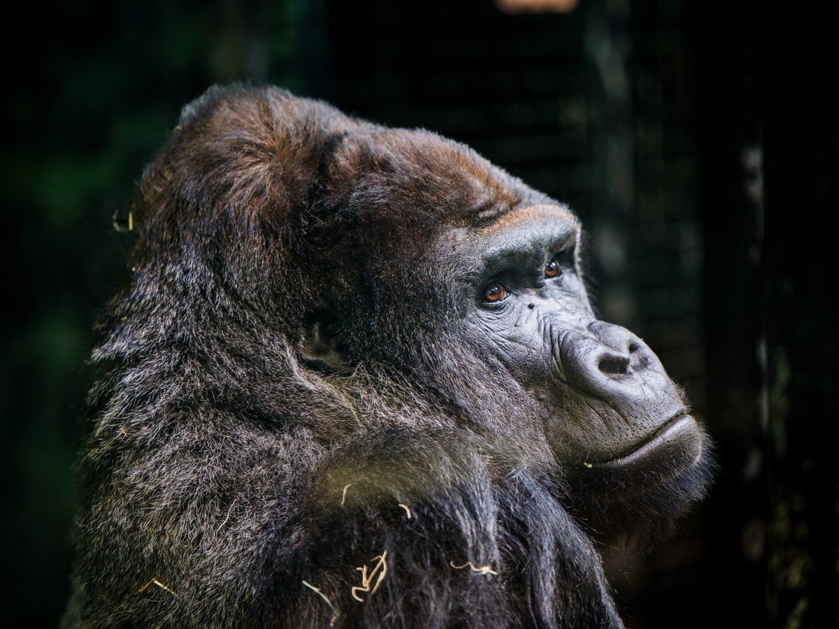 Louisville Zoo tweet media