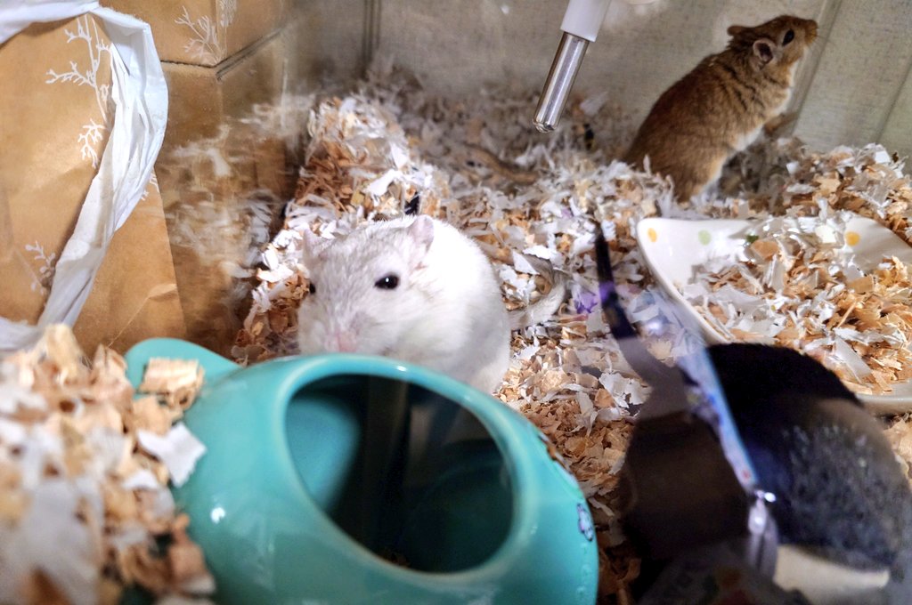 おはようございます

点検

#スナネズミ