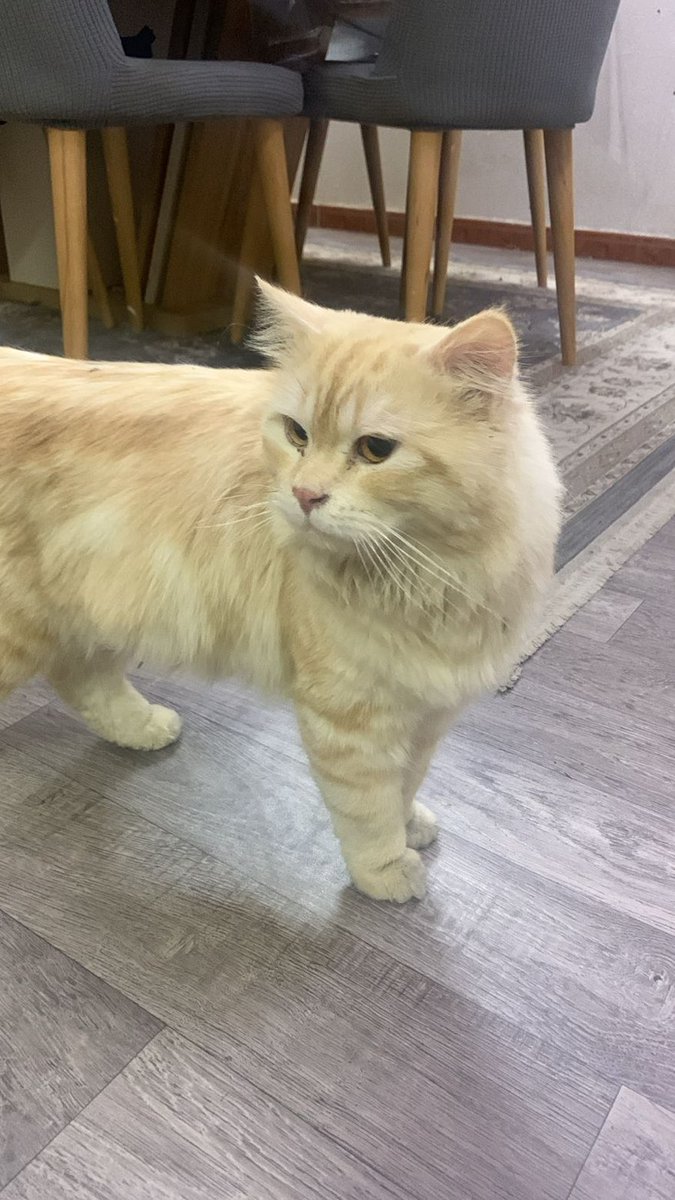 Team Help Animals tweet media