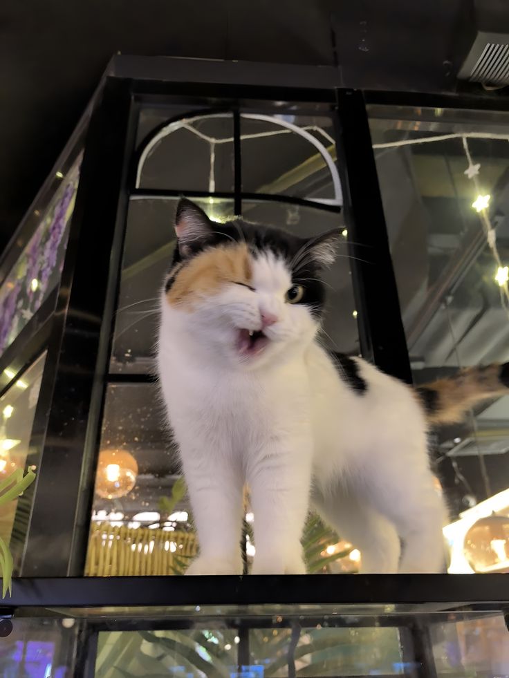 Cats all the way (@nekocatts) on Twitter photo 