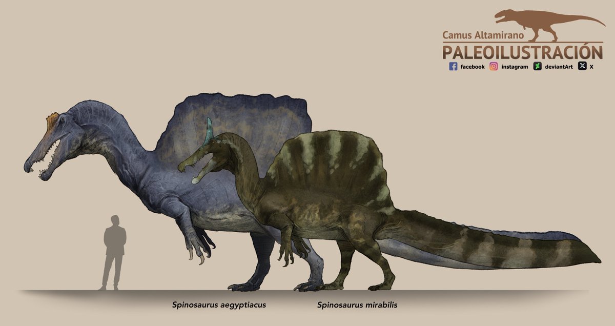 Main differences between Spinosaurus aegyptiacus and Spinosaurus mirabilis, both size and shape of the skull.