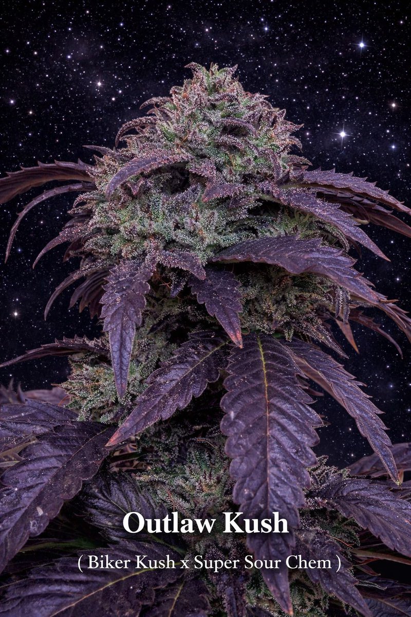 UFO-Genetics (@ufo_genetics) on Twitter photo 