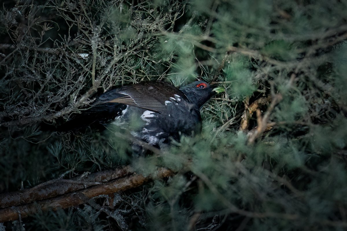 edzhuss's tweet photo. Šovakar Latgales nakts safari:
1. Meža pūce #Strixaluco
2. Mednis #Tetraourogallus
(21.02.2026) https://t.co/Ip1ZRfswdH