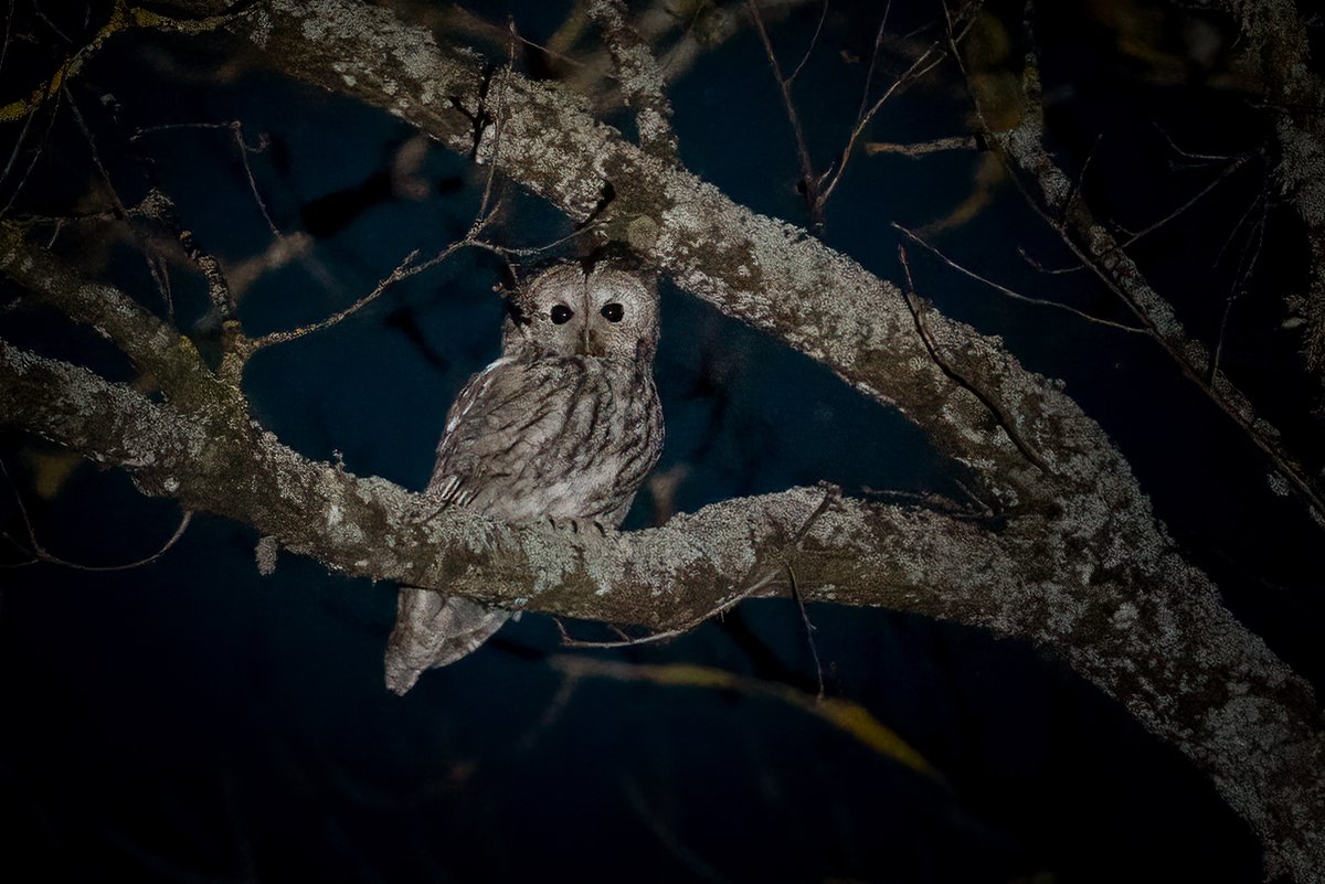 edzhuss's tweet photo. Šovakar Latgales nakts safari:
1. Meža pūce #Strixaluco
2. Mednis #Tetraourogallus
(21.02.2026) https://t.co/Ip1ZRfswdH