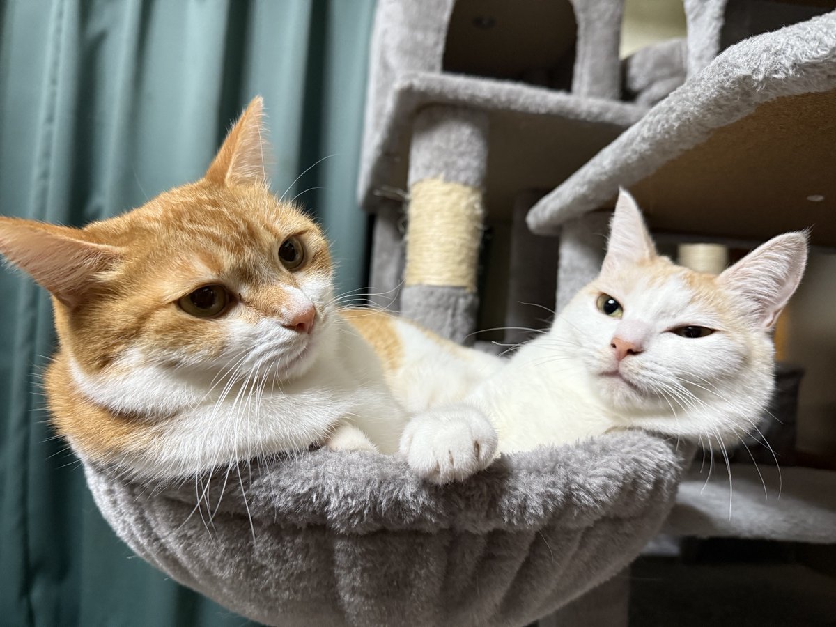 本日も仲良し
にゃんにゃんにゃん🐾🐾