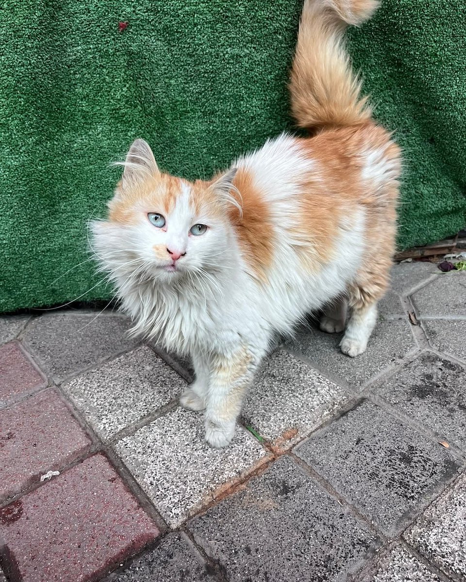 zllktlr's tweet photo. "MASMAVİ GÖZLÜ PAMUK KIZ SOKAKTA KALMASIN Bu kız sokağa atıldı…
Kutu içinde kaldırma bırakılmış halde bulundu.Lütfen gerçekten sahiplenmek isteyenler iletişime geçsin
 Yer: Bağcılar / İstanbul
 İletişim: +90 505 262 21 64  https://t.co/ewCpoYb4zq https://t.co/LoONLjfd95