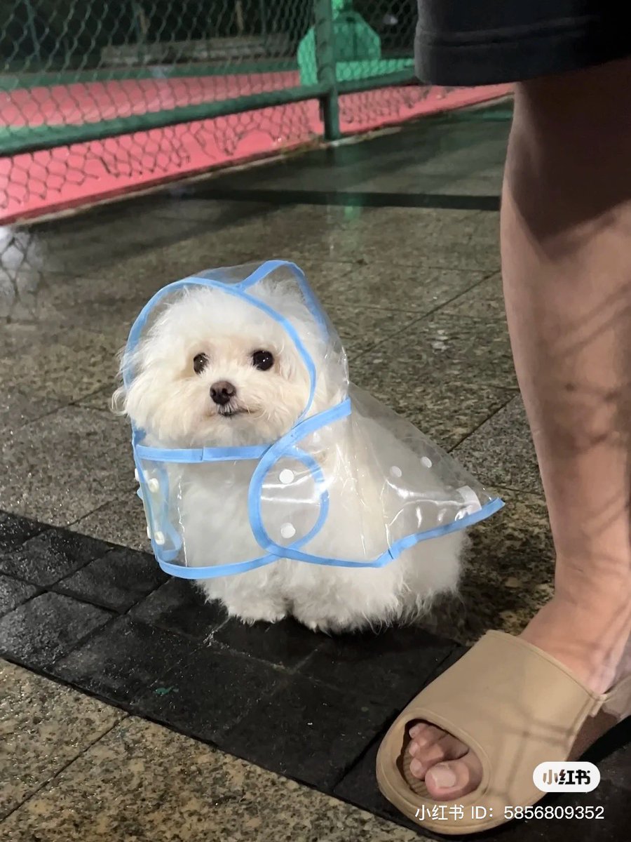 💖 (@twaniimals) on Twitter photo 