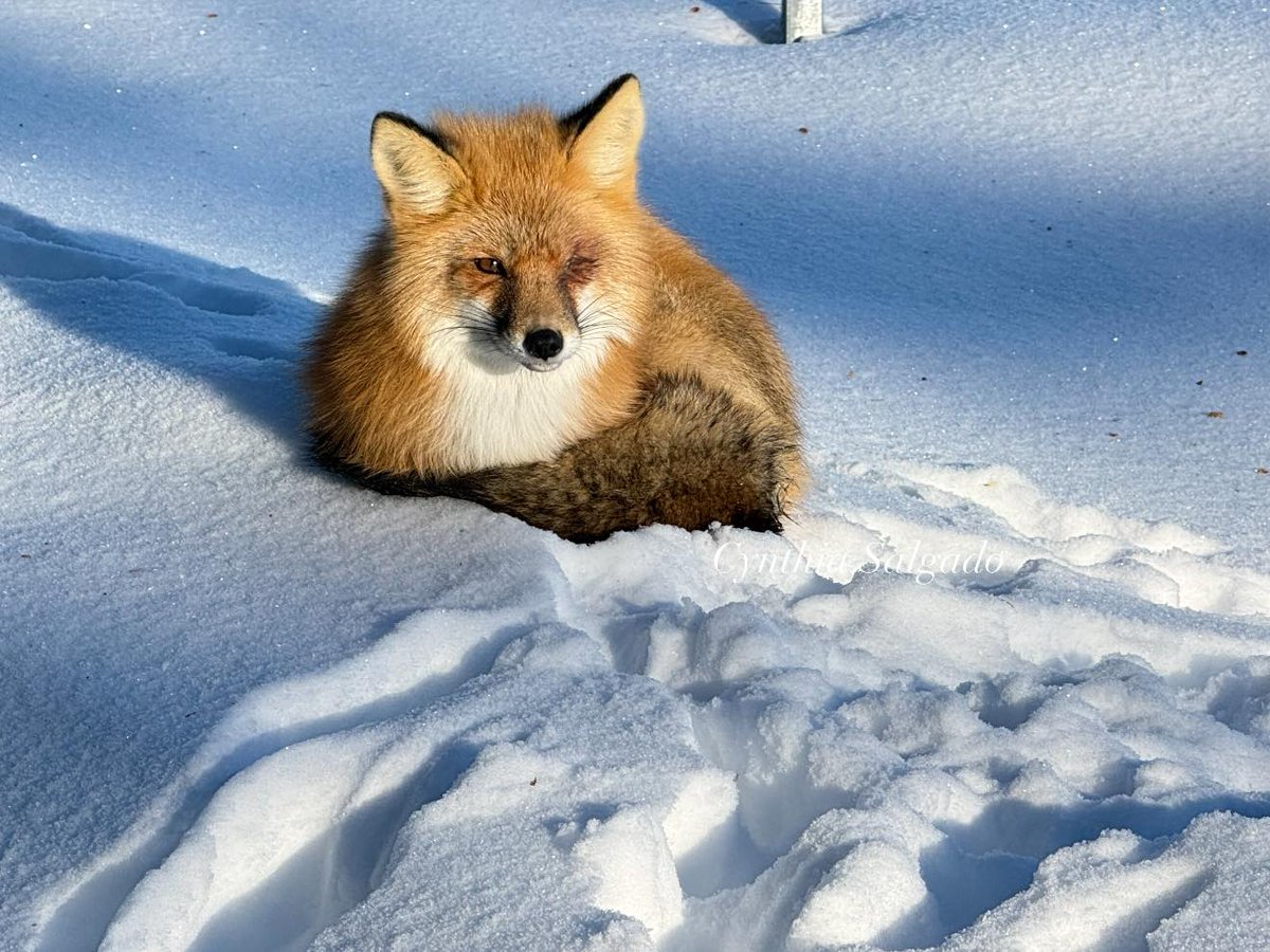 <a href="/WukinaJ/">Huxian ♂️, 狐仙</a> Hezký večer s #Liška #RedFox