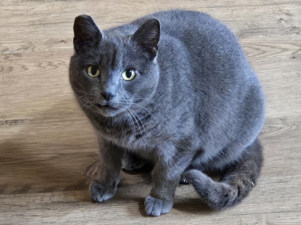 Obligatory #Caturday post. Sneaker shelters from the cold and waits for pets. My wife—again, not a pet person—wants to get a cat tree for the kitchen. 🤣