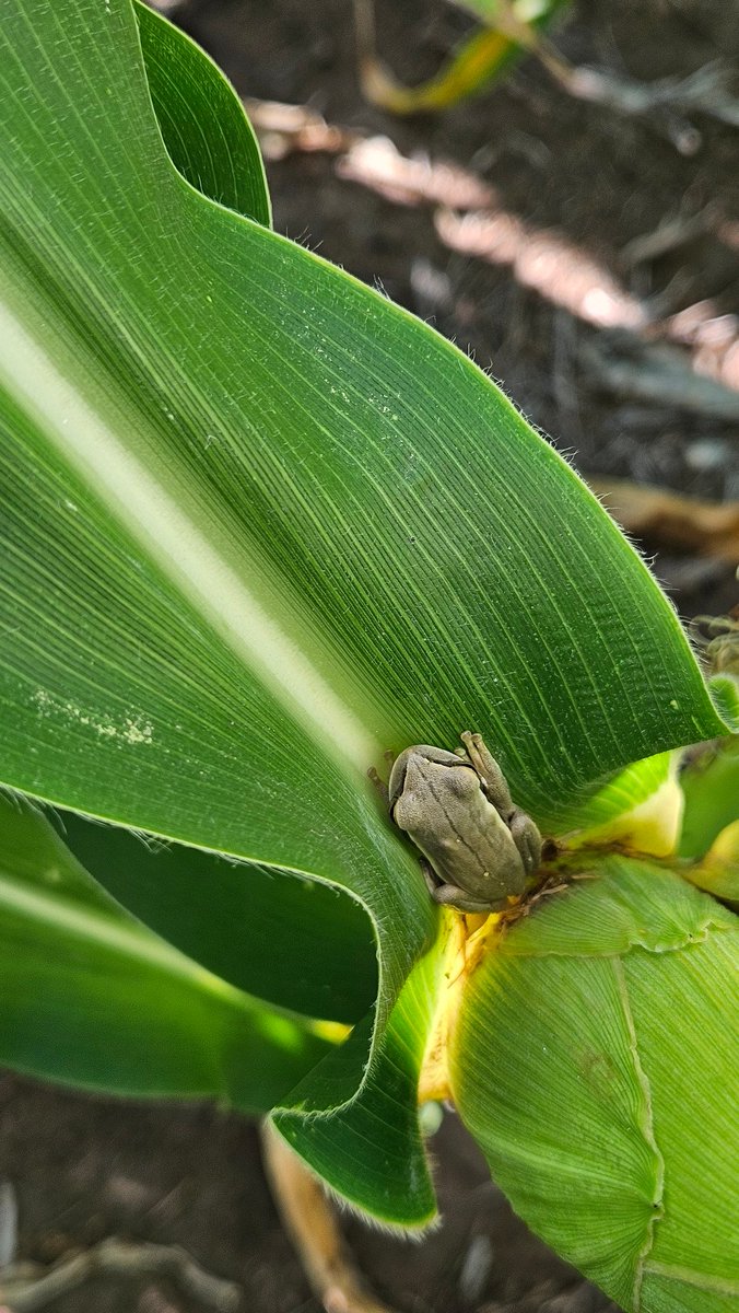 Se va el agua y las ranitas no saben dónde esconderse de día