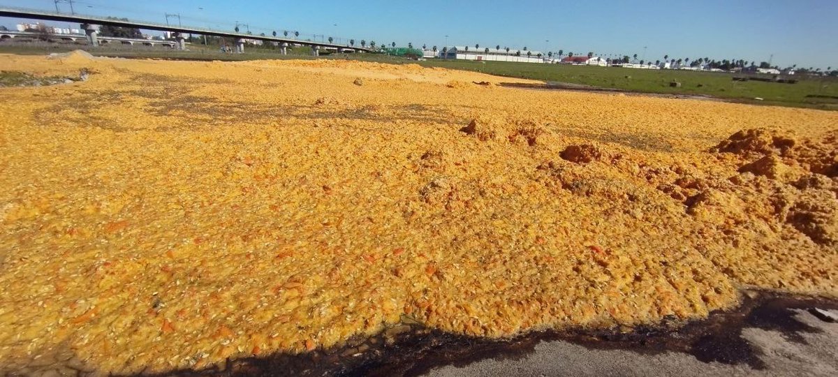 <a href="/eveliarincon/">Evelia Rincón</a> <a href="/jlsanzalcalde/">José Luis Sanz</a> estas naranjas abandonadas que hay en la dehesa de Tablada, usada como vertedero, ¿tienen algo que ver con la recogida de naranjas de Sevilla? <a href="/diariosevilla/">Diario de Sevilla</a> <a href="/eldiarioAnd/">elDiarioAnd</a>