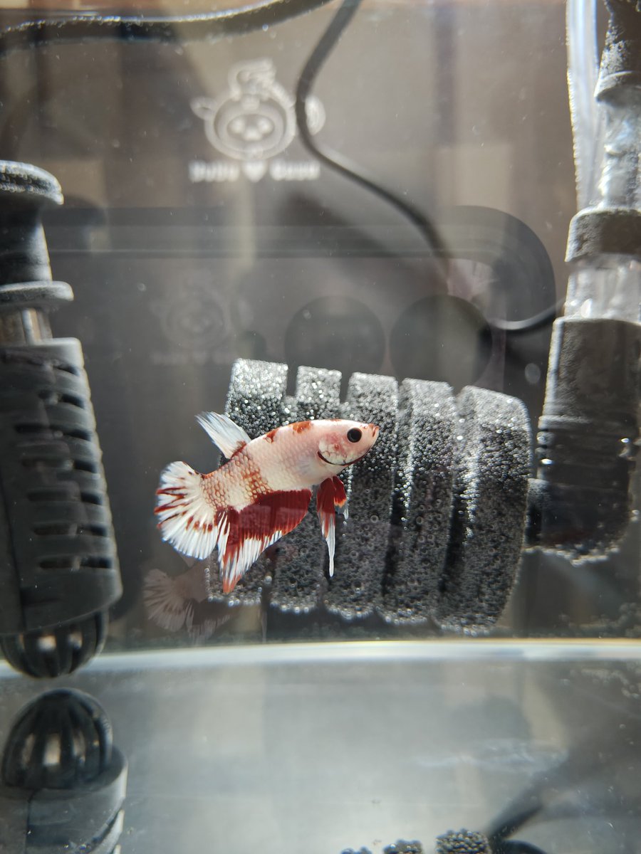 けーすけ tweet media