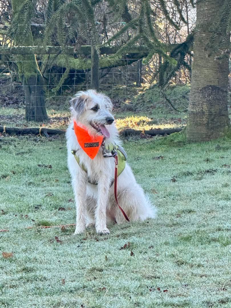 Kallie is STILL waiting 😥

She’s 17 months old, 26kg and needs a rural/semi rural, secure home, preferably with another dog and an experienced owner.  She really loves the outdoors and we realise that’s where she’s happiest. 

Kallie is still in foster in Wales, SA40.

PLS SHARE