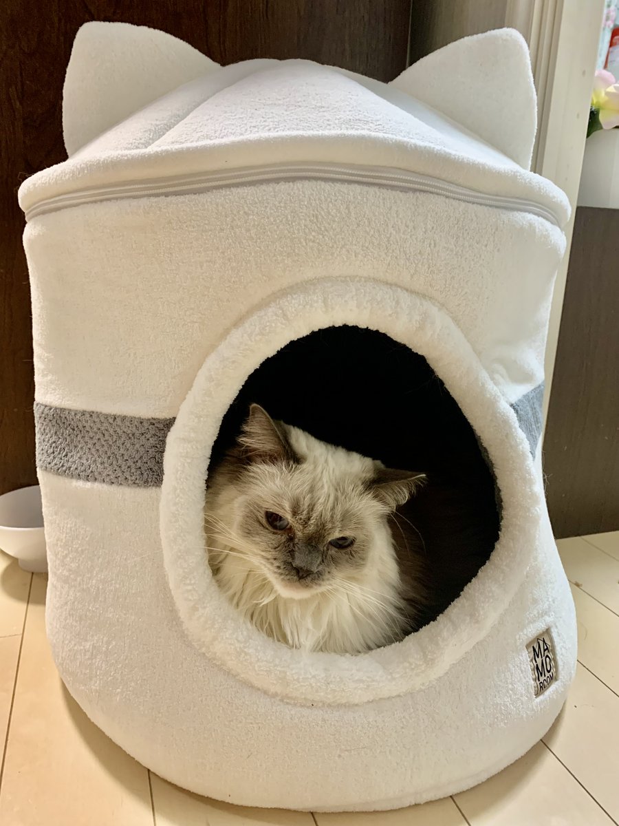 EarthOfficialJP's tweet photo. ねこ部のアリーだにゃ👅
マモルームのおうち、居心地よすぎてついつい舌が出ちゃうにゃ〜！

一方のかんにゃは……しっぽで語るタイプだにゃ。
ふさふさのしっぽ、触りたくなっちゃうにゃ？🐾
最後はちゃんとお顔も見せてくれたかんにゃもマモルームがお気に入りみたいだにゃ🥰

#ニャース製薬ねこ部 🐾
#猫の日🐾