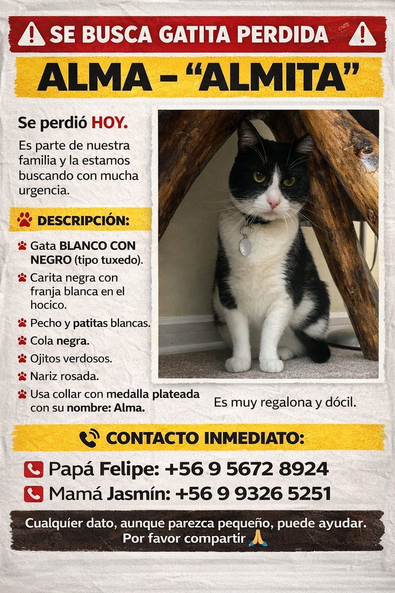 Betantilaf's tweet photo. Gatita perdida 
Por favor compartir en Valdivia
#gatosperdidos
#animalesextraviadoschile
#ValdiviaCL #valdivia 
#sebuscagata 
#animalesperdidos https://t.co/68KGBOzGYs
