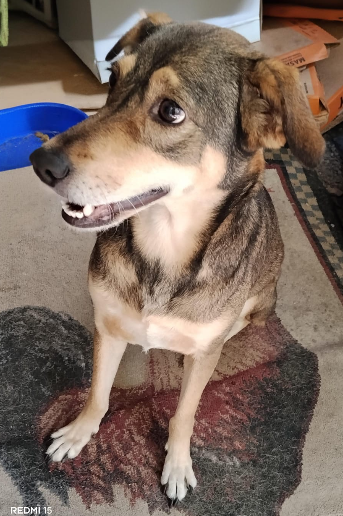 Me han publicado en otros medios pero no hubo suerte. Mi familia se muda hoy y no me pueden llevar ya q no permitieron perritos. 💔
Me salvas de la calle y de una muerte segura? Ya estoy esterilizada.
Escribe al 74682279 o 7898 7252
SOS 🙀🛑 Col Zacamil