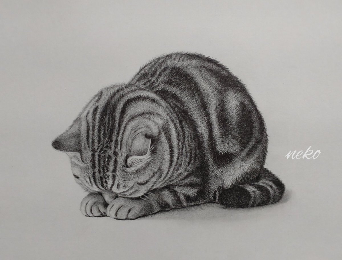 おはようございます😺 今日2月22日は 「猫の日 」と言うことで ネコ