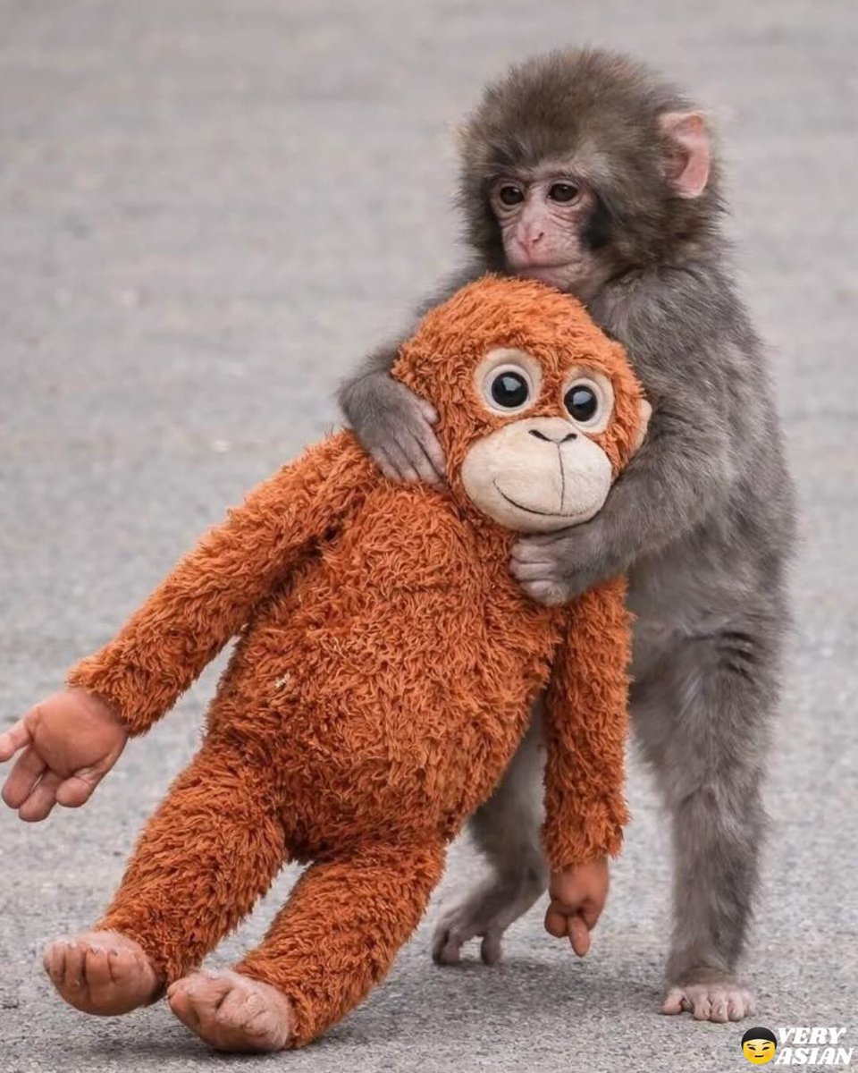 withAlvin__'s tweet photo. TRENDING 🚨: Punch is being bullied — grab your things guys, we are all going to Japan to save Punchy 

By now, you've likely seen videos of Punch being bullied by an older monkey twice his size. Our boy needs us, so pack your bags, we're going to Japan. 🇯🇵 https://t.co/bi4Ra6gbR2