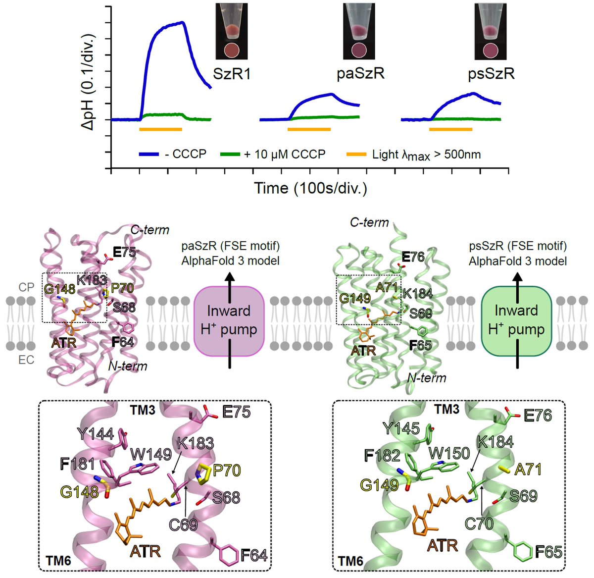 INOUE lab. (ISSP, Univ. Tokyo) tweet media