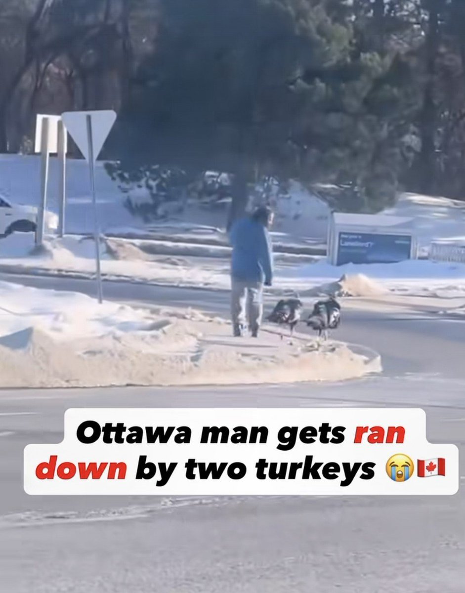 Turkey follow  <a href="/LoganRocs/">LoganRocs</a>  around