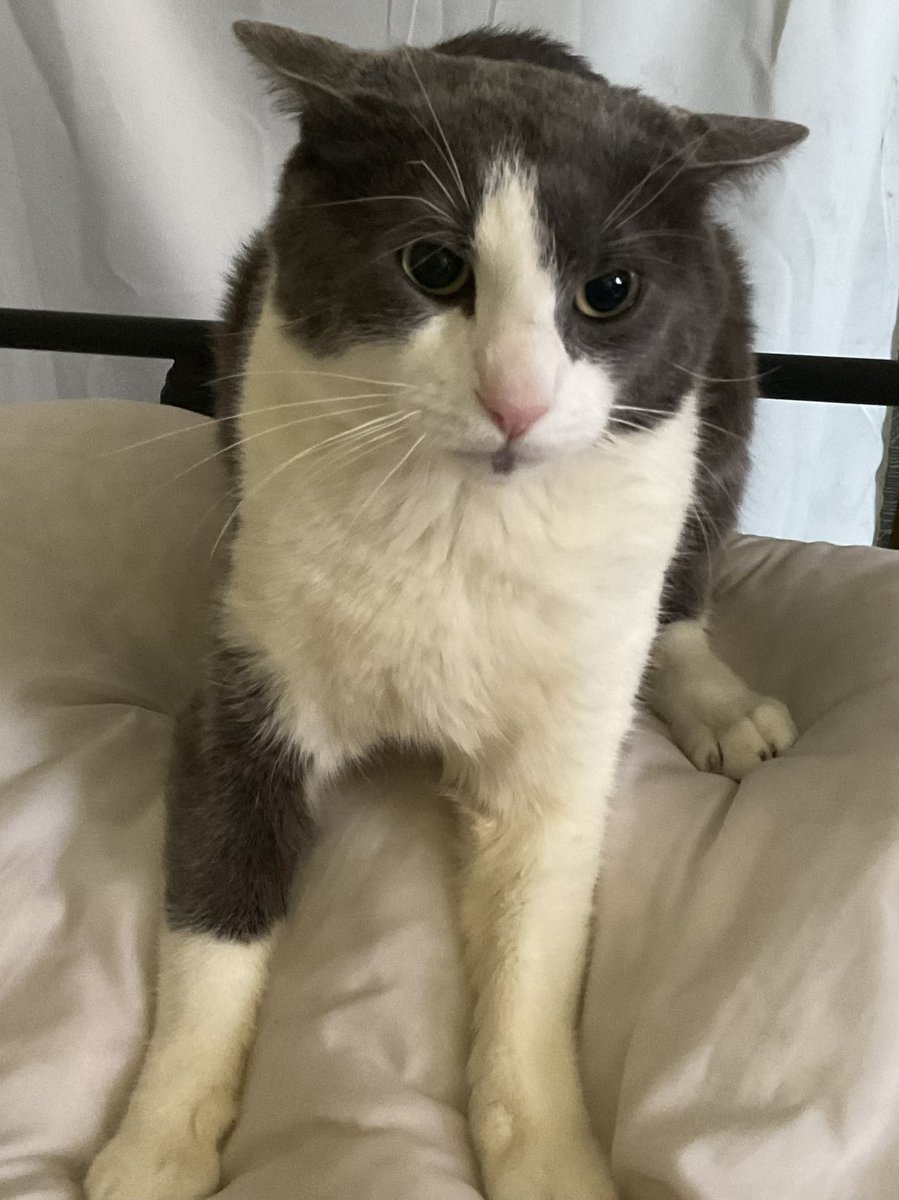 Soggy Cat enjoyer tweet media